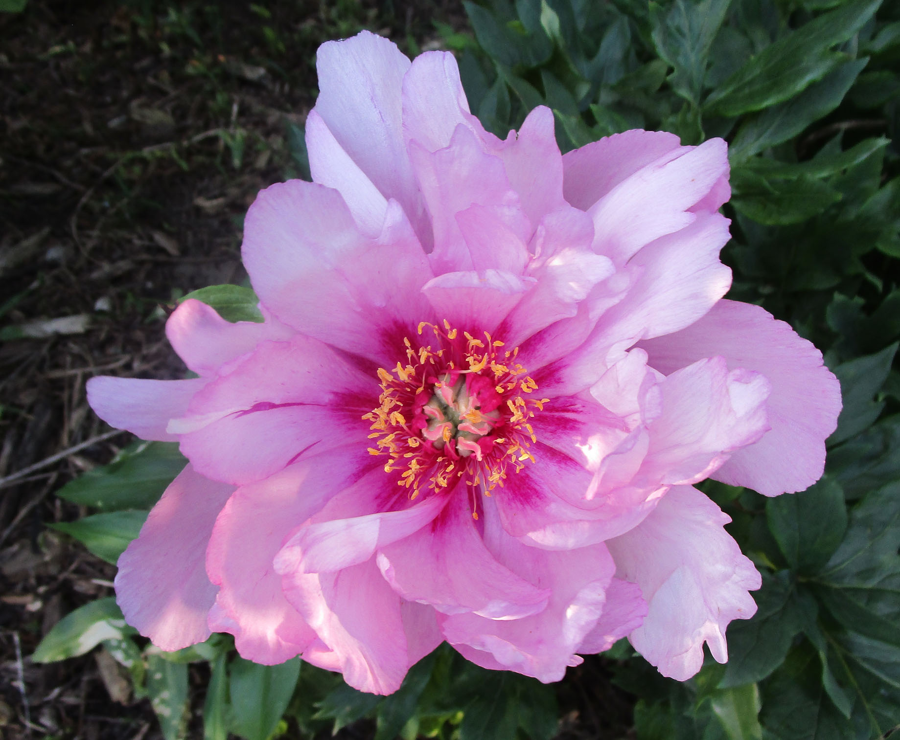 Garden Fancy June Flowers