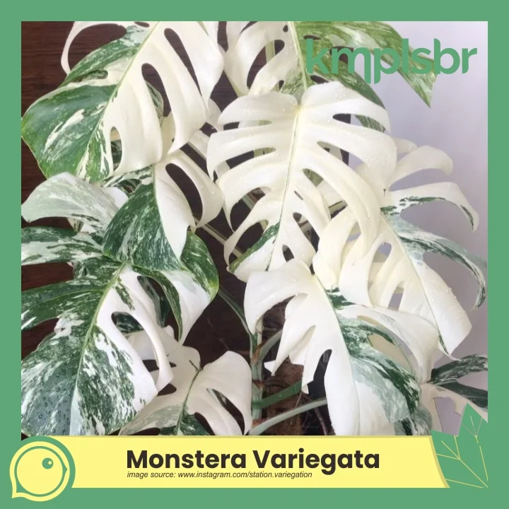 Tanaman hias mahal jenis Monstera Variegata