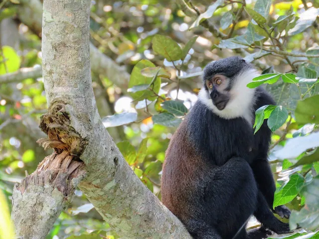 L'Hoest's monkey at Bigodi Wetlands in Uganda