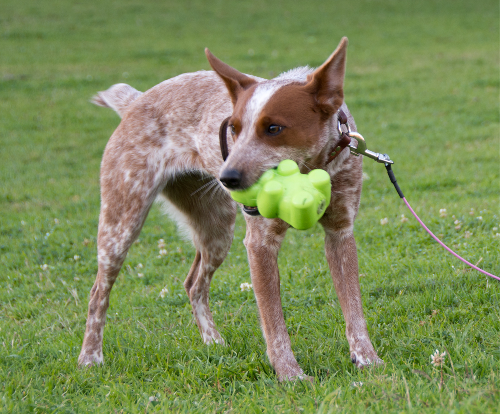 The Dog Geek Product Review Petmate JW Megalast Bear