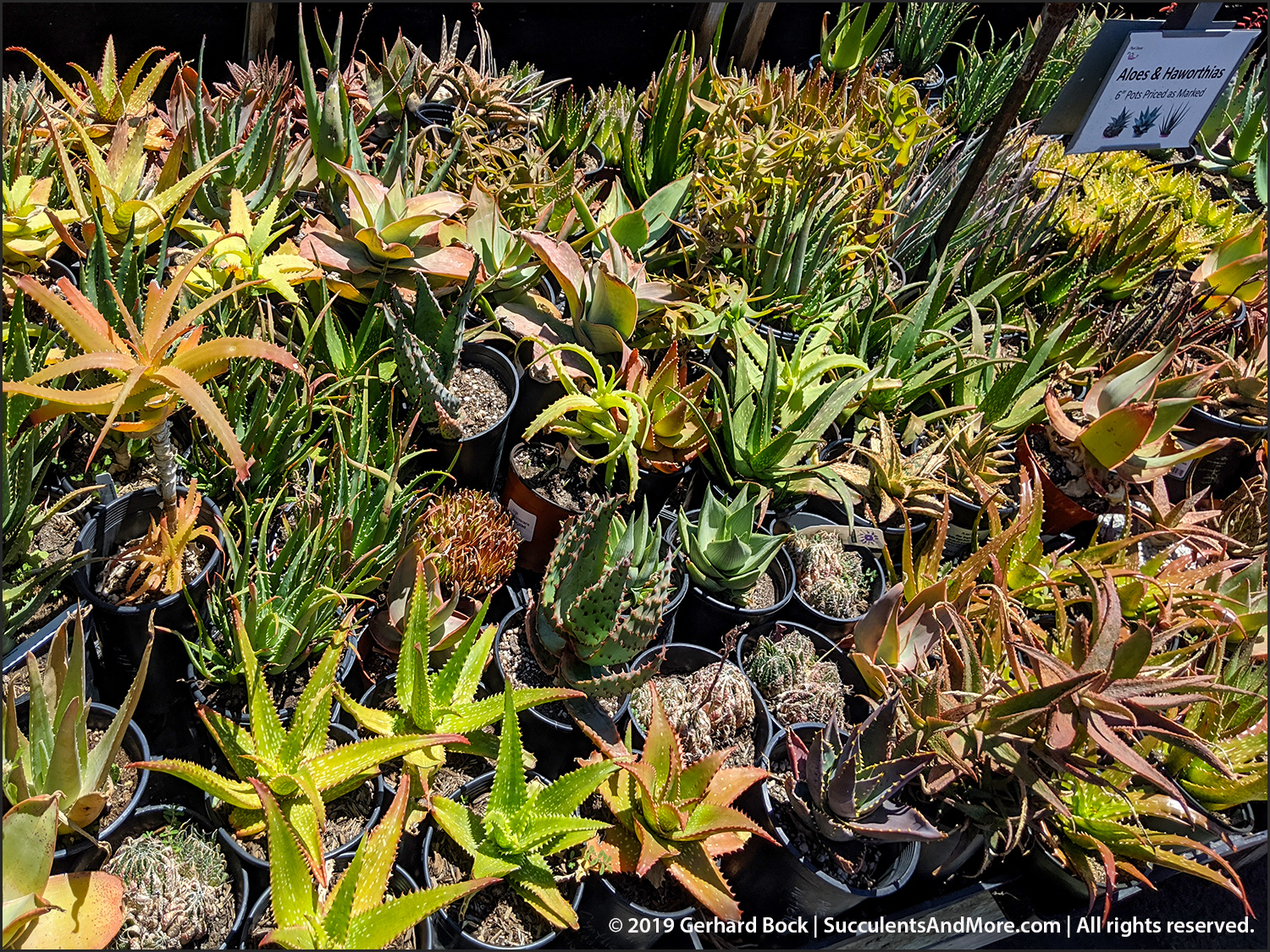 Another mustsee SoCal nursery Plant Depot in San Juan Capistrano