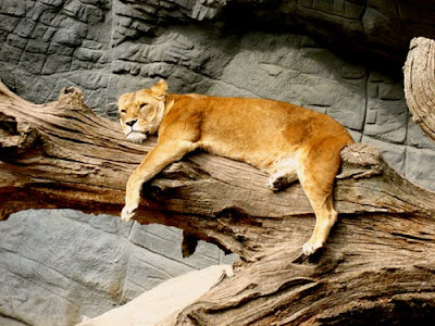 Lion Images Lion Images