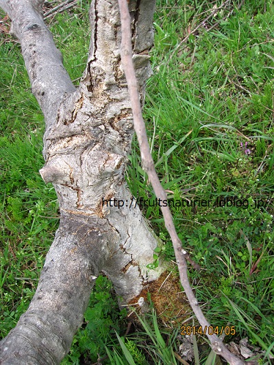 イチジクの木がカミキリムシの幼虫に食われて枯れた様子