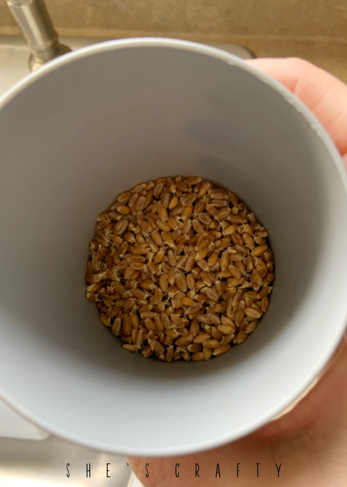 How to Decorate with wheat grass - soak wheat berries in cup of water