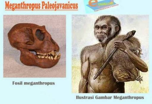 SEJARAH MANUSIA PURBA DI INDONESIA LENGKAP DAN GAMBAR
