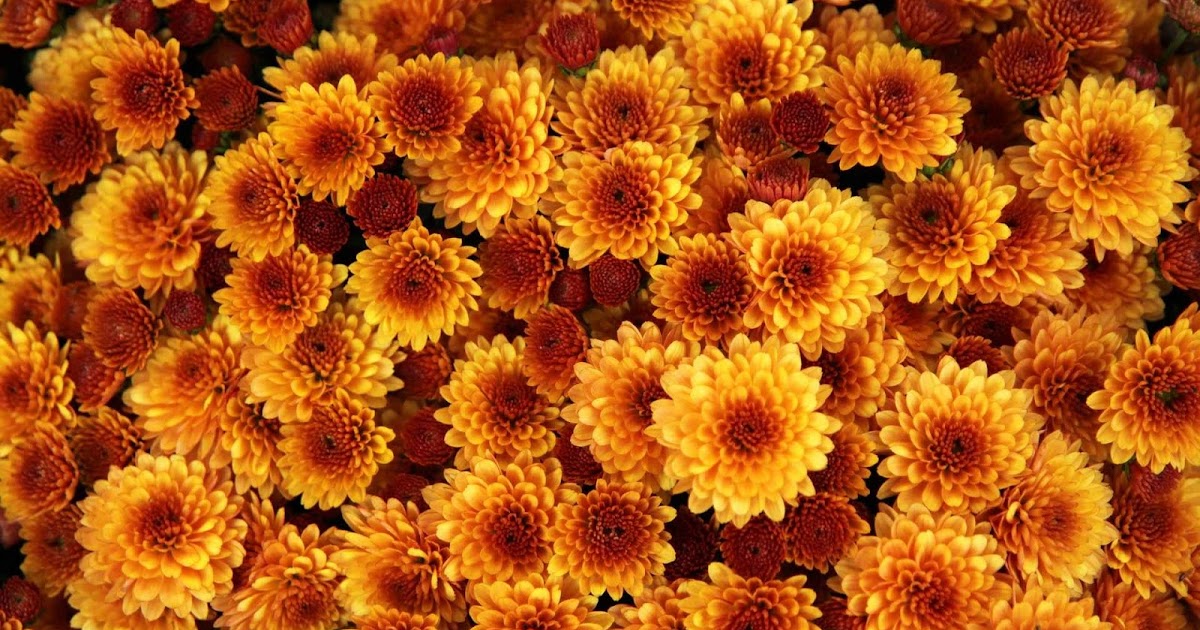 Because It S Saturday Blue Hydrangea Lovin