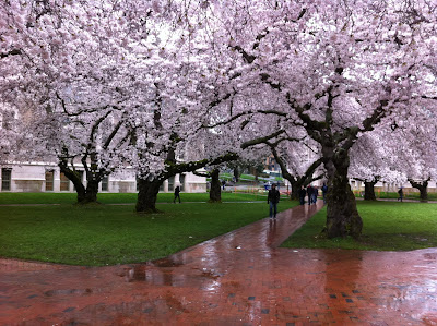 Flowering cherry trees with brick paths cutting through grass