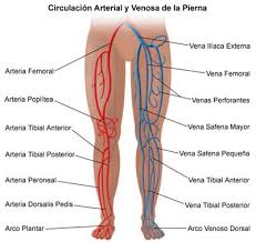 enferdad vascular periferica