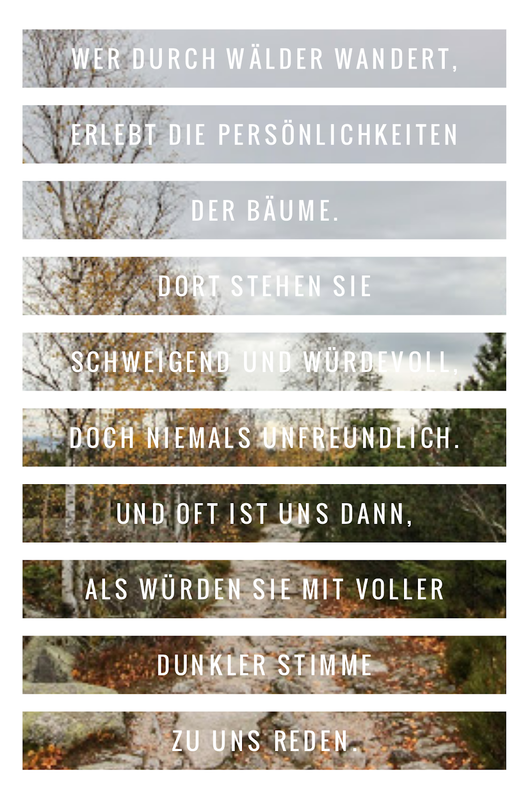 Die 50 besten Zitate zu den Themen Wald und Bäume Waldzitate