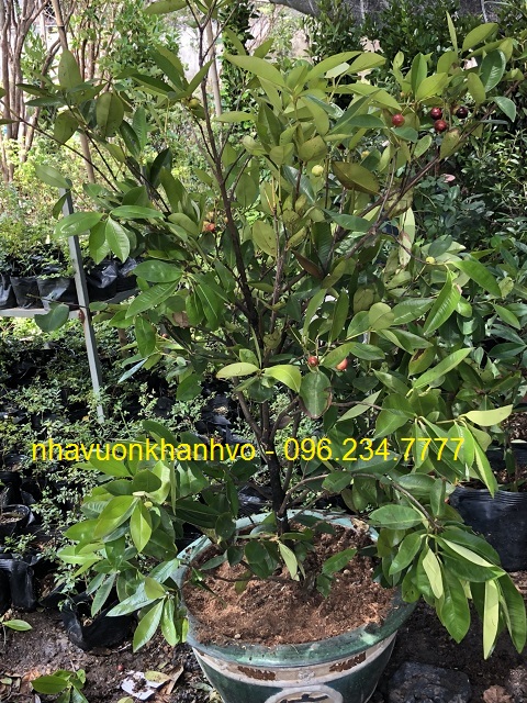 cherry-lon-trong-chau.jpg