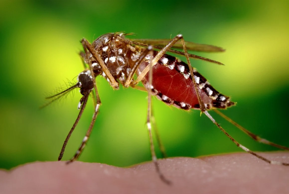 Dengue, Malária e Febre Chikungunya