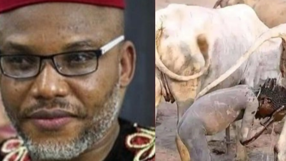 “Igbos No Longer Buy Our Meat, Nnamdi Kanu Poisoned Their Mind” – Miyetti Allah Laments
