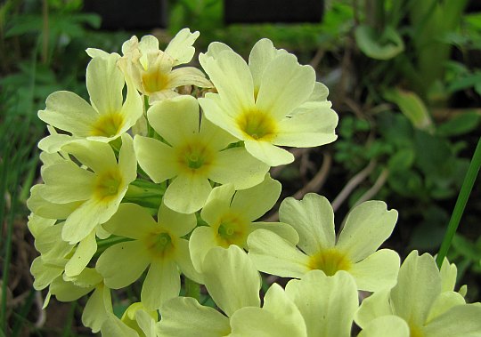 Pierwiosnek lekarski (Primula veris L.).