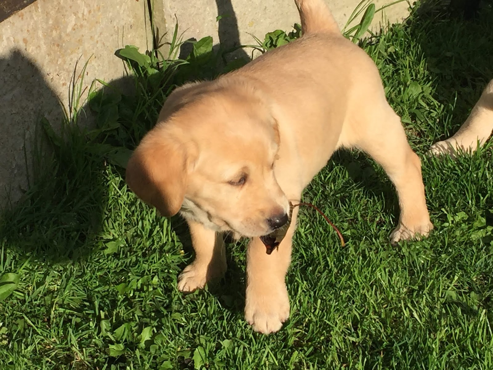Are Goldador Puppies Easy To Train