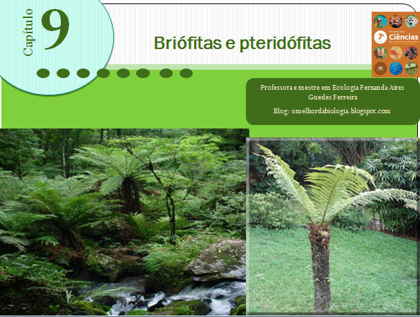 Dê Um Exemplo De Briofita E Um Exemplo De Pteridofita