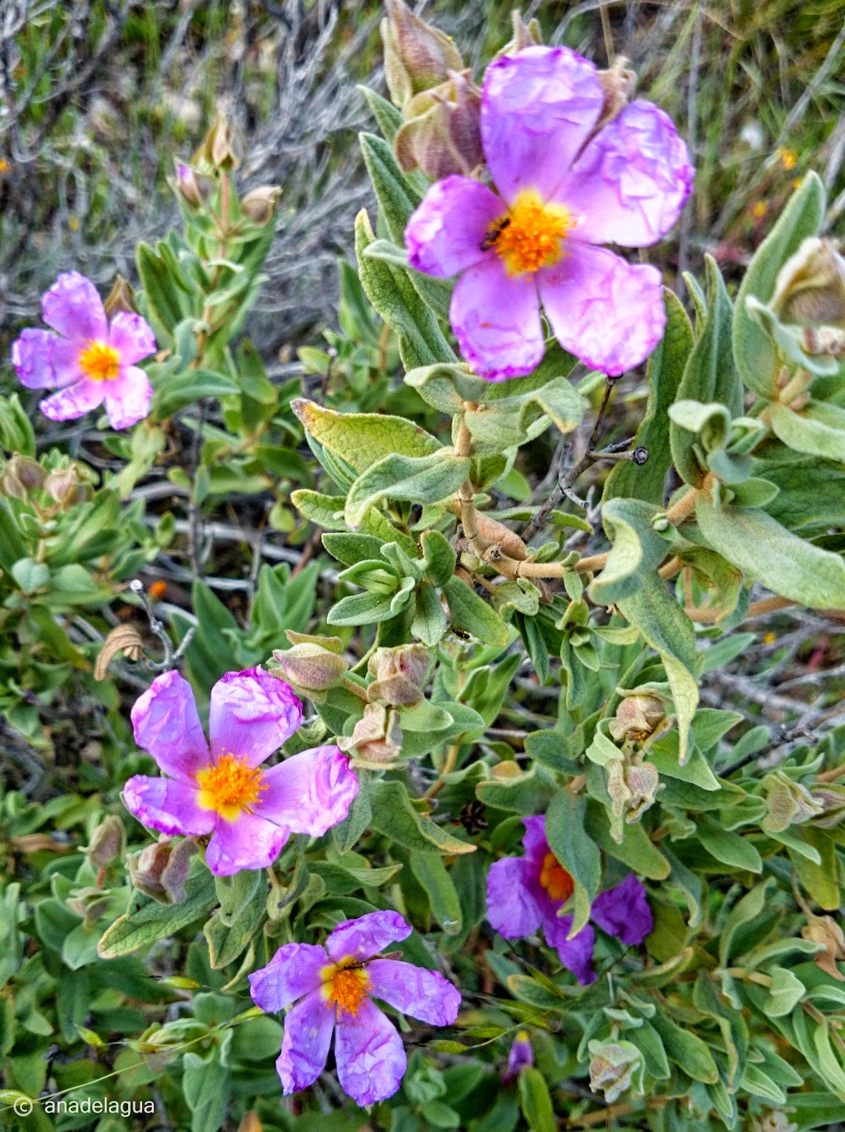 ANADELAGUA La Jara de Cartagena