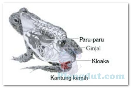 Ekskresi Sistem Hewan  Mamalia Burung Reptil  Amfibi  