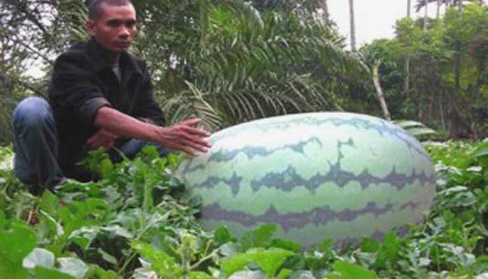 7 BUAH TERBESAR DI DUNIA