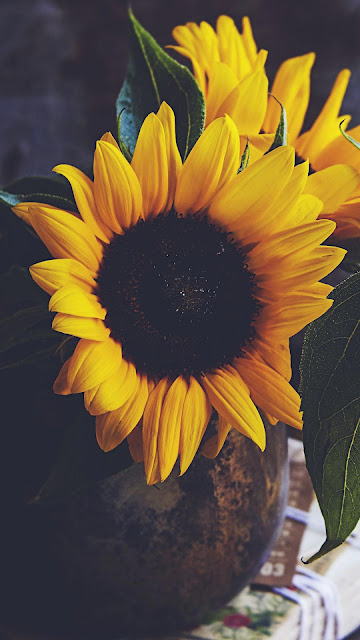 Sunflowers Vintage Aesthetic Wallpaper