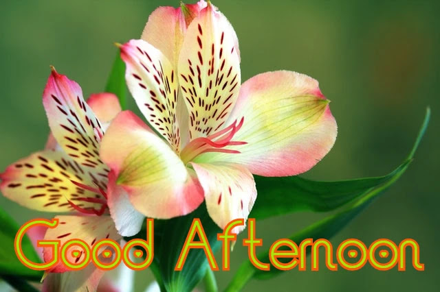 Good Afternoon Image HD Good Afternoon Image HD