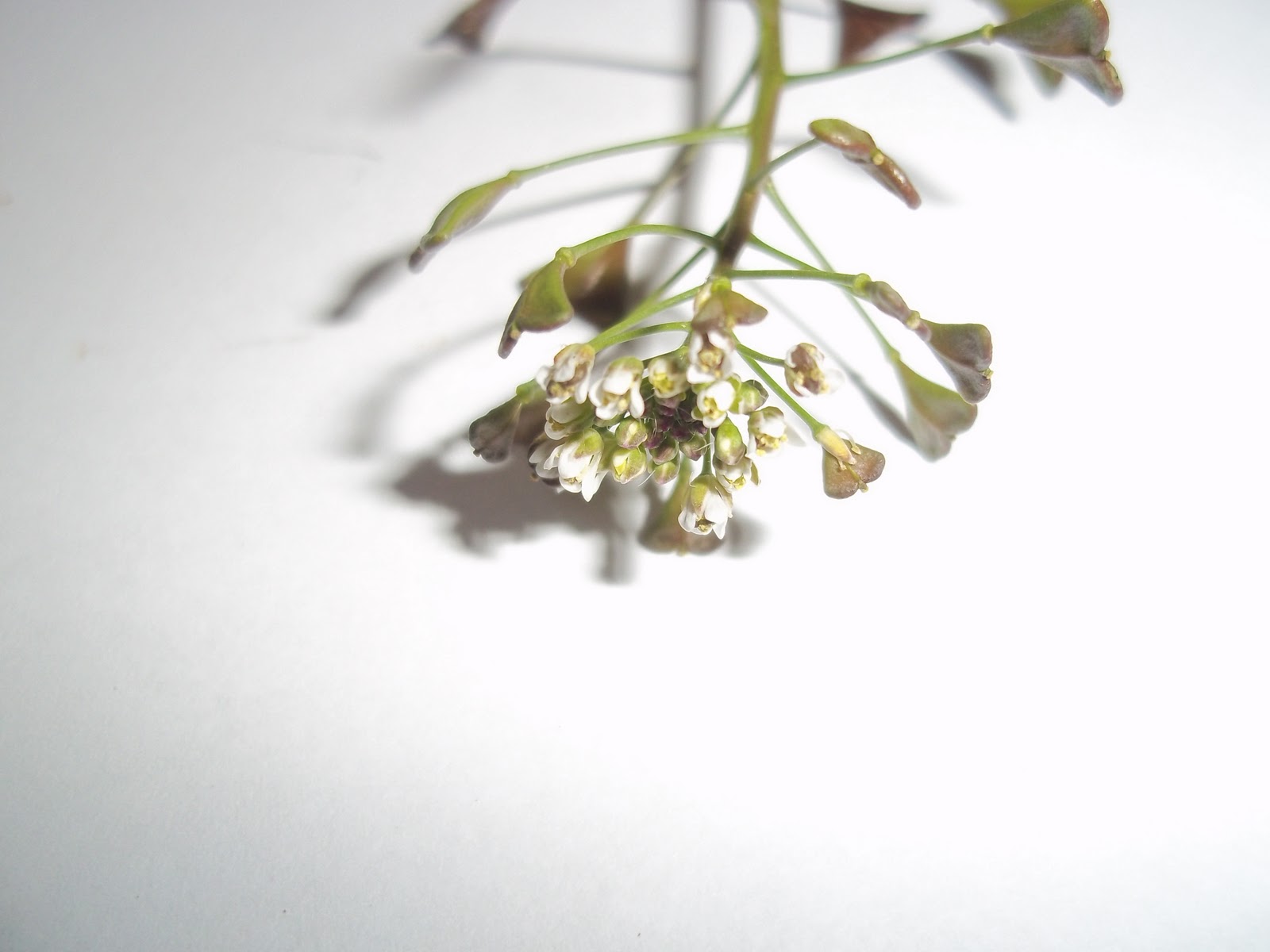 Foraging Shepherd's Purse and Homemade Shepherd's Purse Tincture Recipe