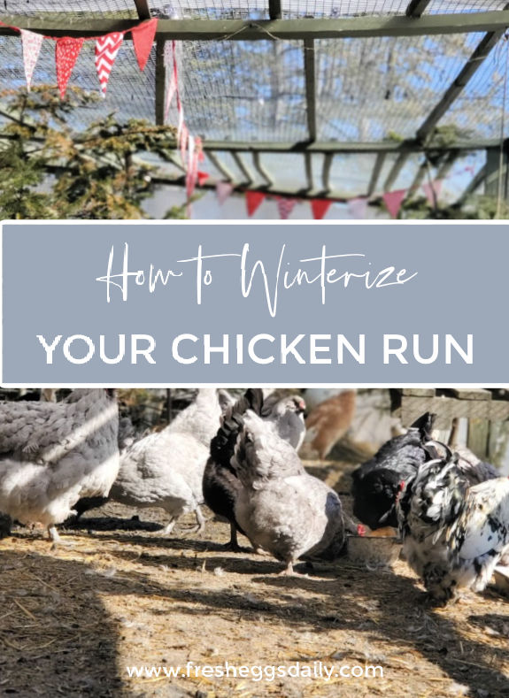 How to Winterize your Chicken Run Fresh Eggs Daily® with Lisa Steele