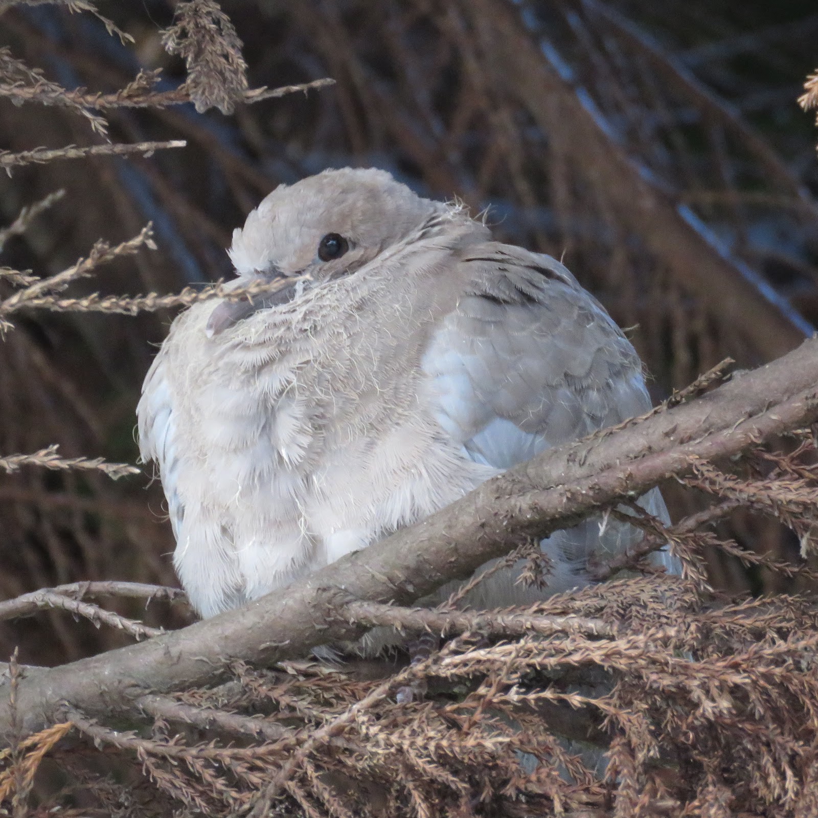 The Rattling Crow Collared dove fledgling