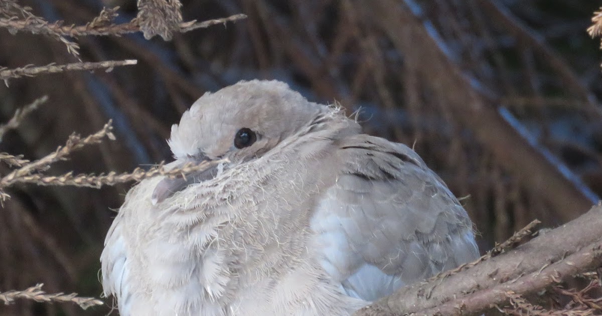The Rattling Crow Collared dove fledgling