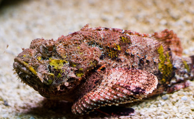 Борода́вчатка, или рыба-камень (Synanceia verrucosa)