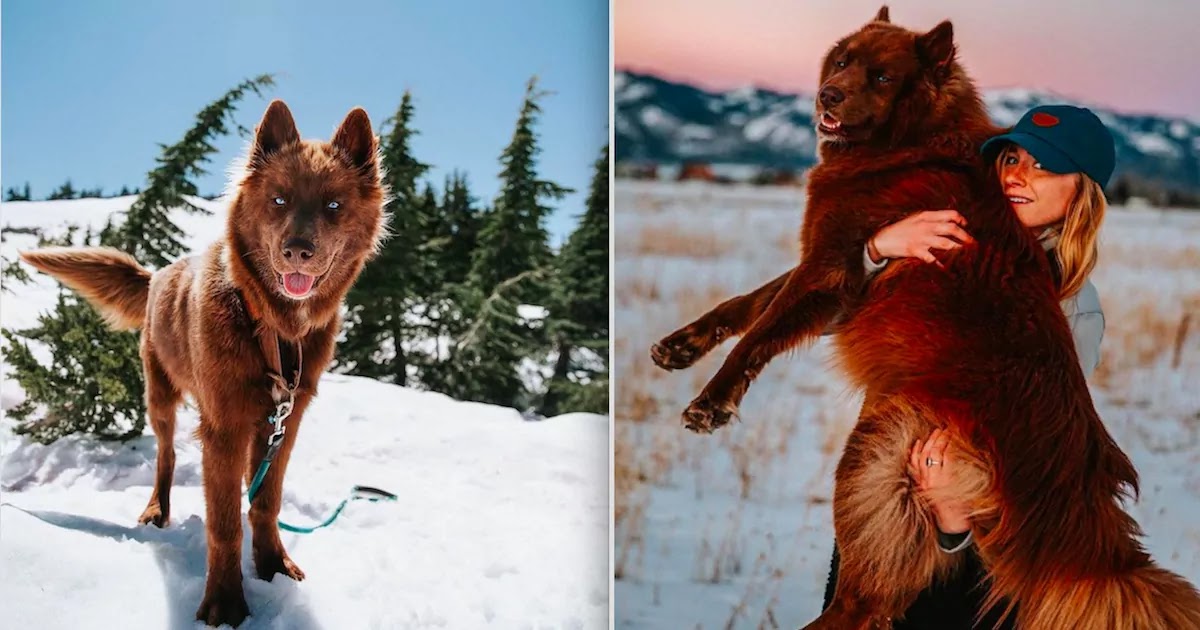 This Beautiful Husky Looks Just Like A Brown Wolf And The Instagram Star Is Now Travelling The US With His Nomad Mom