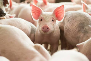 How To Prevent Odors On Pig Farm