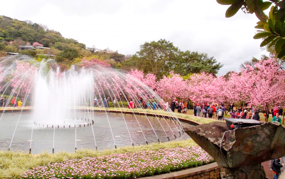 Yangmingshan flower festival kicks off in Taipei; enjoy views of cherry