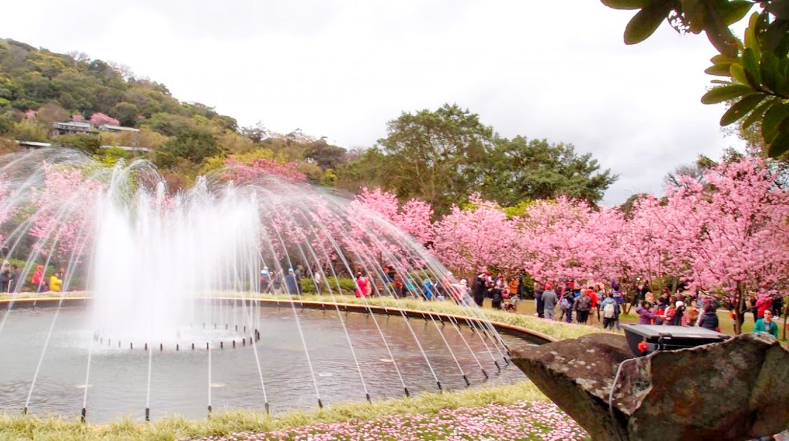 Yangmingshan flower festival kicks off in Taipei; enjoy views of cherry