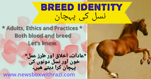 True Story - BREED IDENTITY