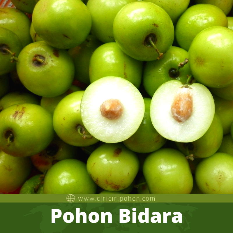 Bibit Pohon Bidara