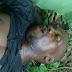 10 Young Men Killed In Cross River Community Clash (Graphic Photos)