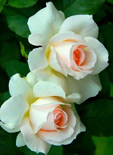 rosas-blancas-en-flor