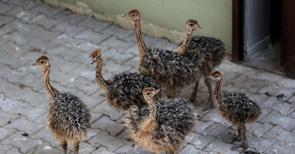 Burung Unta Bisa Dipelihara, Harga Sepasang Anakan 30 Juta di Indonesia