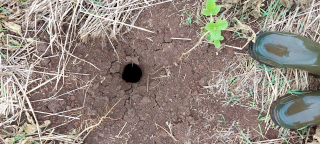 Raio cai em lavoura de soja e faz buraco com quase 3 metros de profundidade