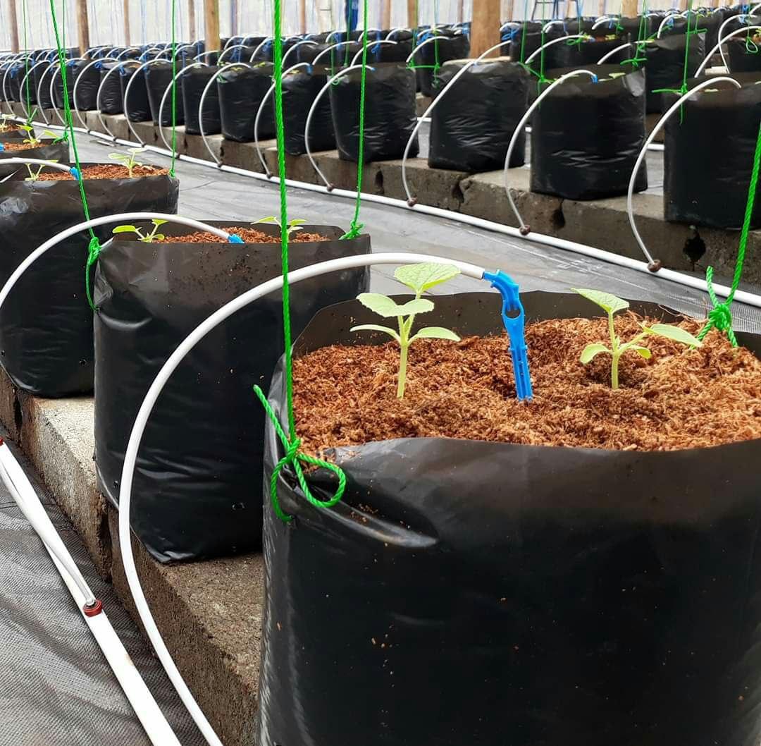 Coco Peat Benefits For Plants (Nutrients, Planting Media, Germination.)