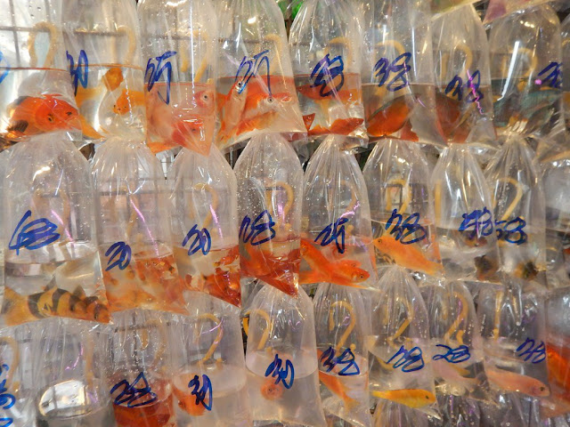 Catch a glimpse of the Goldfish Market
