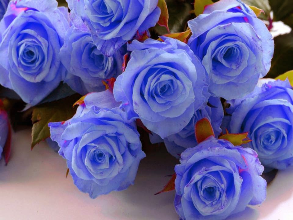 blue flowers