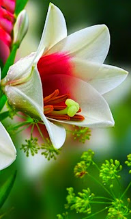زهرة طبيعية بيضاء مدمجة باللون الاحمر من خلفيات جوال جالكسي