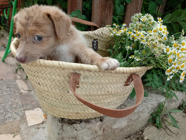 Perrito en cesta de mimbre con flores
