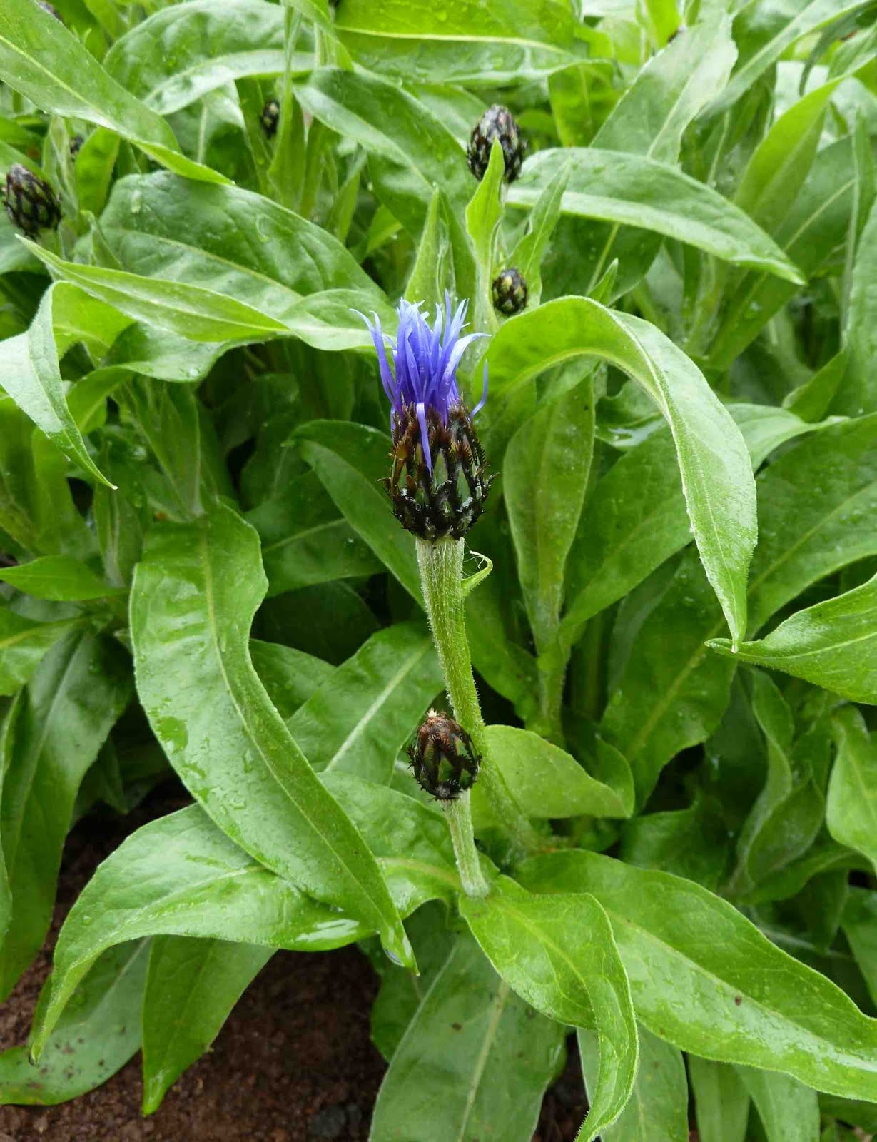 Boulderneigh: Buds, and no buds