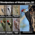 The Woodpeckers of Washington DC