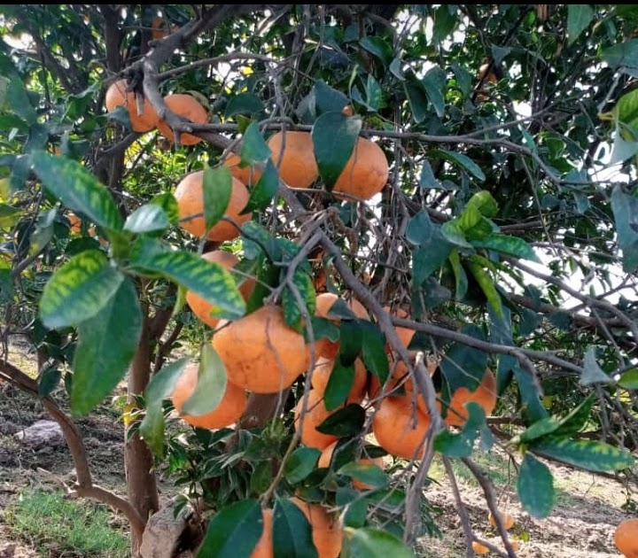 Orange Farms Sargodha Pakistan produce best oranges export A visit to