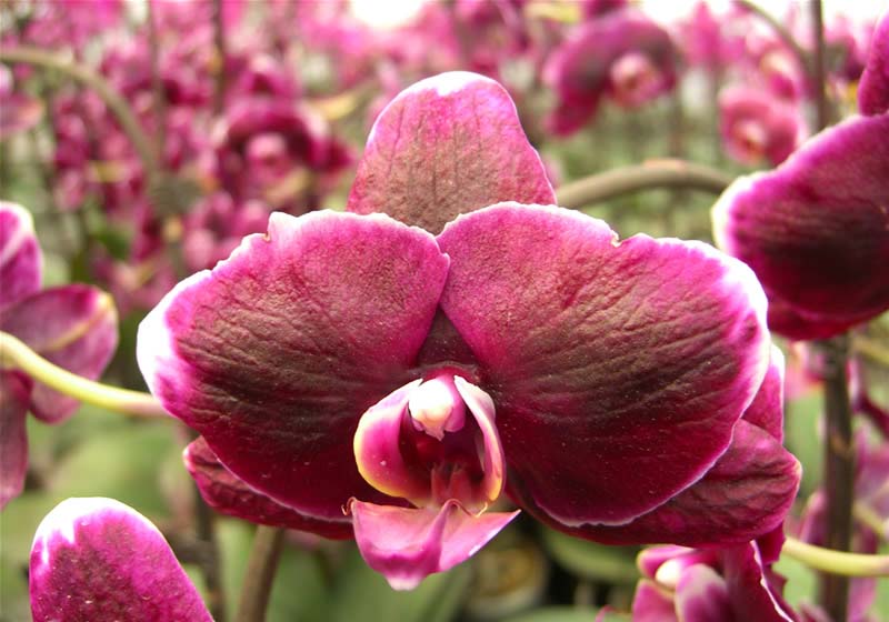 Фаленопсис андорра