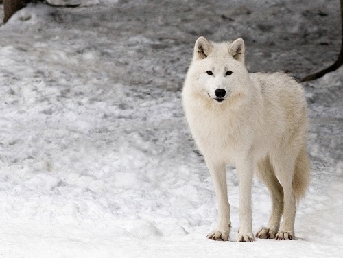 Animals of the world: Arctic wolf