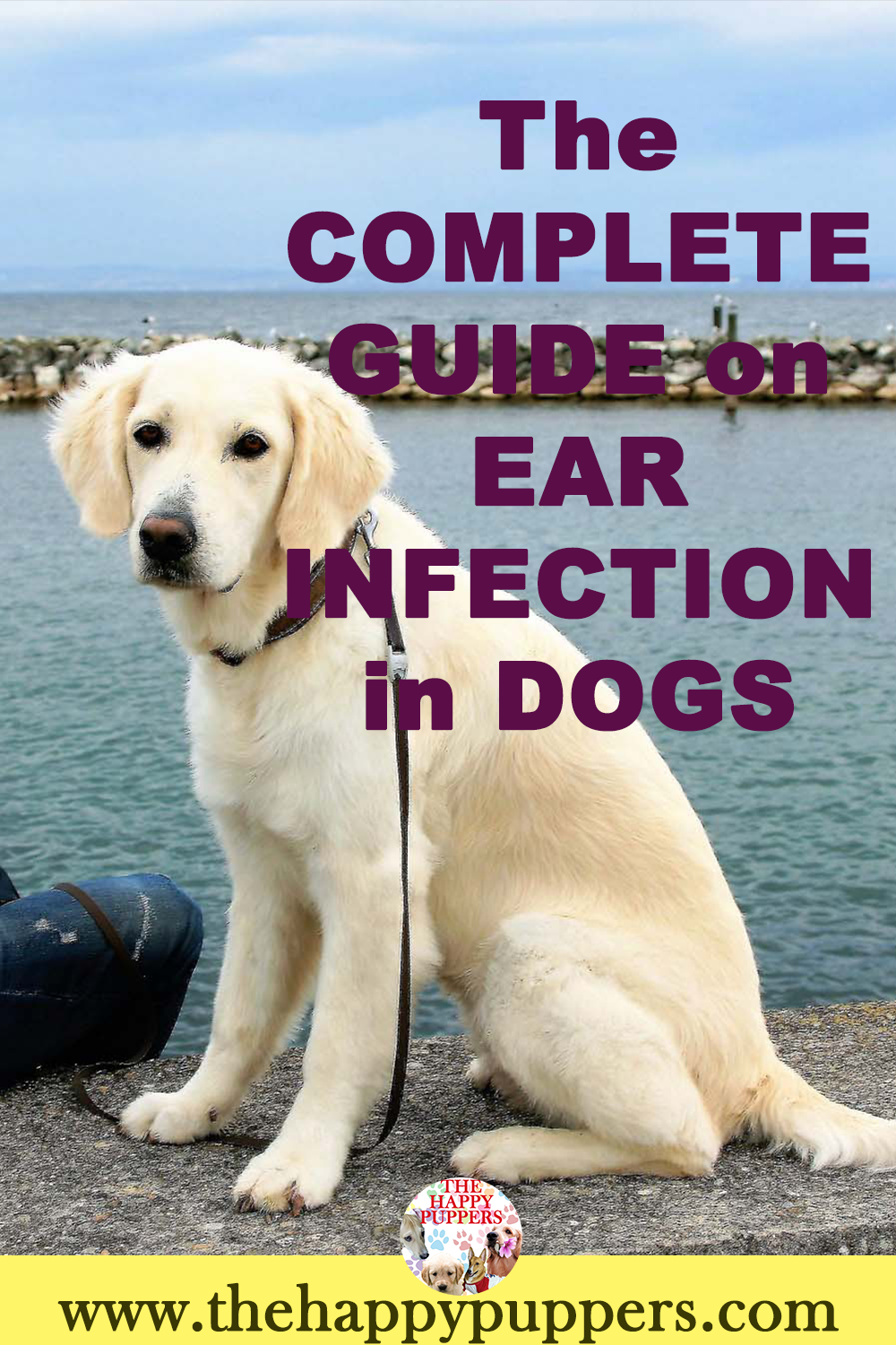 The one and only article you need to understand ear infections in dogs